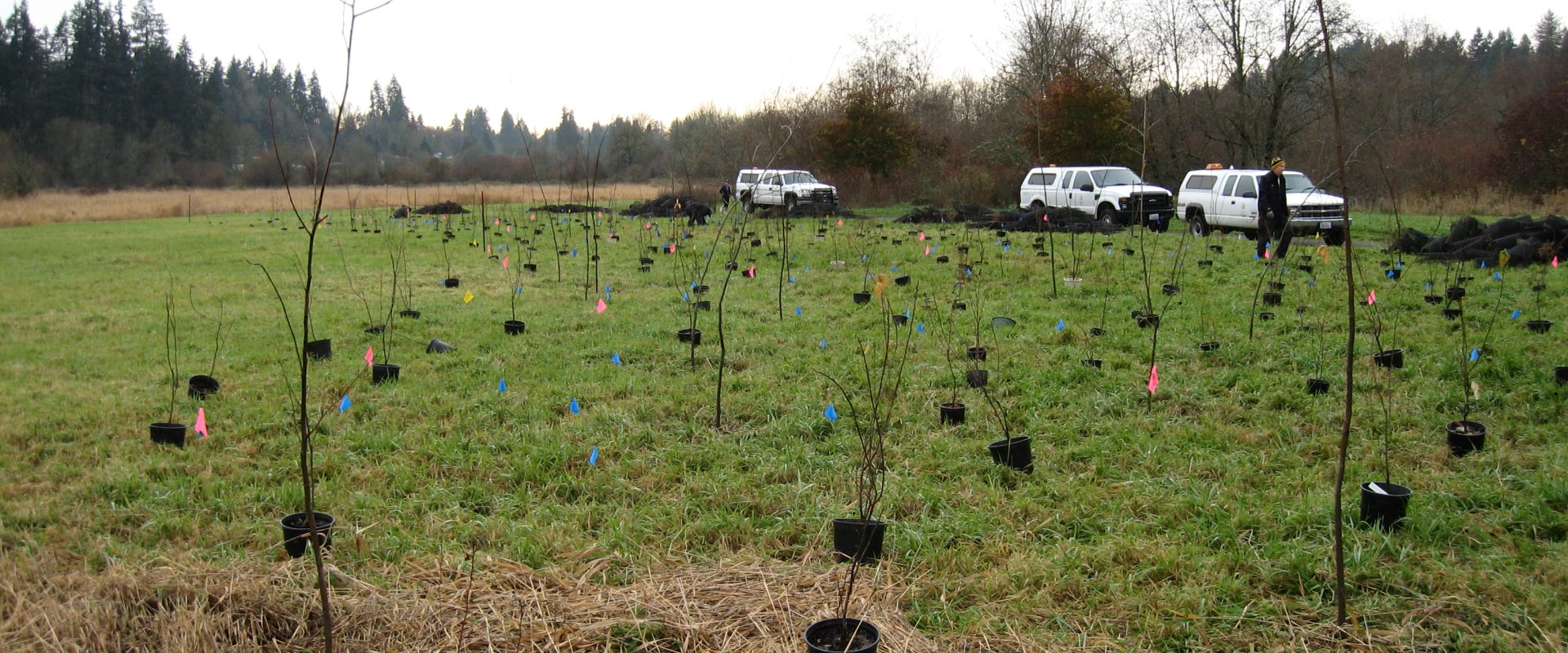 The Role of County Weed Control Board in Managing Invasive Species in Franklin County, WA