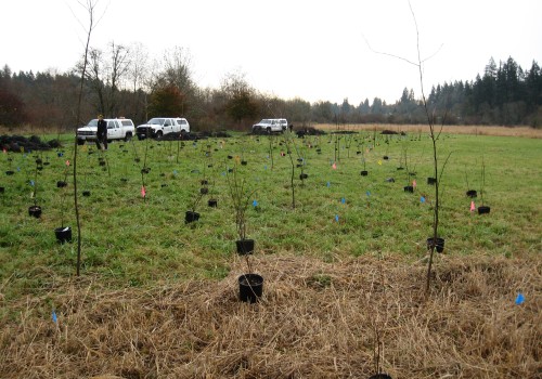 The Role of County Weed Control Board in Managing Invasive Species in Franklin County, WA